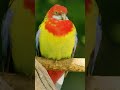 colourful parrots relaxation for stress relief in 4k