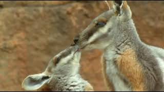 The Rock Wallaby