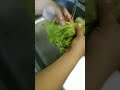 HOW TO WASH LETTUCE VEGETABLES #yummy #delicious #healthy #vegetables #amazing #shorts