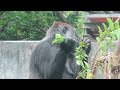 金剛猩猩迪亞哥家族gorilla d jeeco troop jan 22 2025 金剛猩猩 gorilla