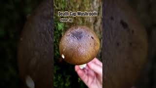 Death Cap Mushroom | Deadly UK Mushroom | Close-up #mushrooms #foraging #uk #fungi #deadly