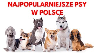 NAJPOPULARNIEJSZE PSY W POLSCE