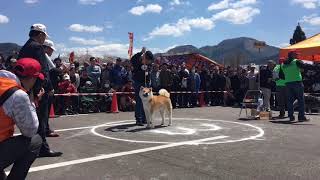 秋田犬専門チャンネル 第140回 本部展 in 大館