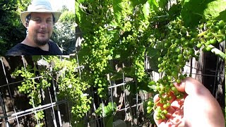 Grape Bunch Pruning To Produce Large Full Clusters