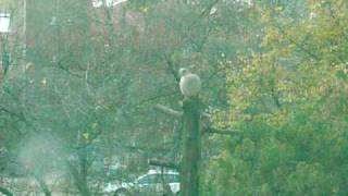 Gugustiuci (Eurasian Collared Dove) outside window