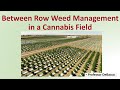 Between Row Weed Management in a Cannabis Field