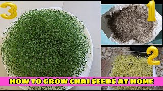 how to grow chia seeds on your diner plate at home .
