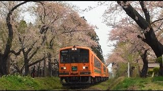 桜咲く頃2015　津軽鉄道　桜吹雪の芦野公園駅 2015-4-27