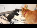 【保護２週目】 やんちゃな子猫と世話焼き犬 4