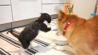 【保護２週目】 やんちゃな子猫と世話焼き犬 #4