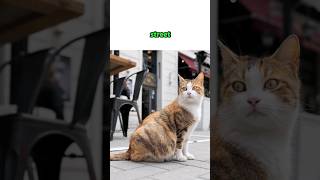 How do you make a street cat love you ?