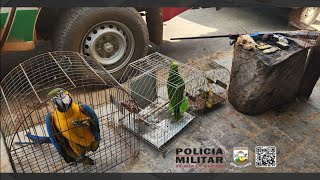 Polícia Militar de meio ambiente prende suspeito de caça e cativeiro de animais silvestres