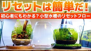 初心者向け小型水槽リセット方法＆ベタの引っ越し ボトルアクアリウムのリセットは簡単だ #アクアリウム 【ビバアクア】