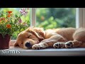 Anti-Anxiety Music for Dogs 🐶 Music to Help Your Dog Fall Asleep in 30 Minutes 🎵