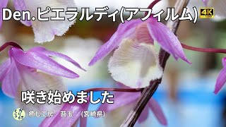 【デンドロビウム】ピエラルディ（アフィルム）の花が咲き始めました