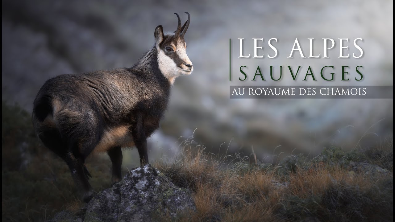 Les Alpes Sauvages Au Royaume Des Chamois Youtube