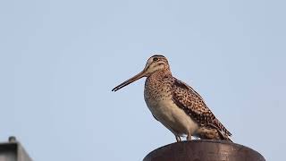 オオジシギ鳴く　Latham's snipe