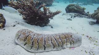 The Enigmatic World of Eels A Deep Dive