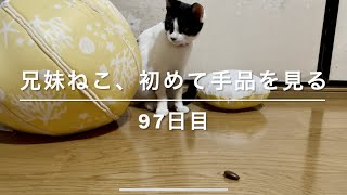 初めて手品を見た猫の反応がすごかった…w【iPhone 12 Pro で撮影】兄妹で反応が全然違う!!