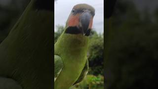 Betet FTM Training - Long Tailed Parakeet.