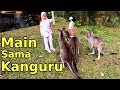 Kasih Makan Kanguru, Bermain bersama Kanguru di Australiana Zone - Taman Safari 2 Prigen