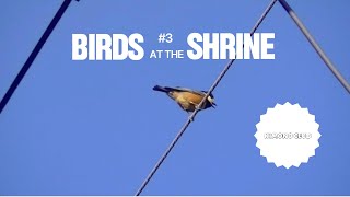 Sittiparus varius : Birds at the Shrine #3