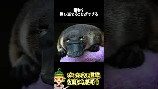 色々な生き物の要素を併せ持つ　カモノハシの生態