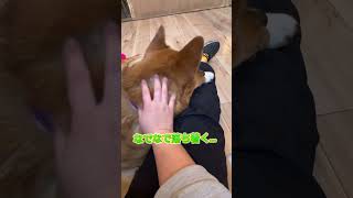 甘えん坊なおはぎくん　：　里親募集中のワンコ #Shorts #保護犬 #里親募集  #里親 #殺処分 #ワンコ #犬 #雑種 #譲渡 #動物愛護 #保護 #かわいい #dog