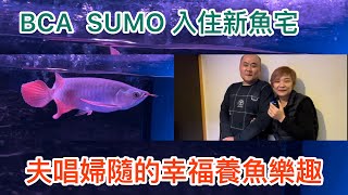 夫唱婦隨幸福養魚樂趣～姐の水族生活 33 #BCA SUMO#紅龍#龍魚#龍魚專賣店