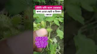 হাগরা গোটার ঔষধি গুণ। #viralvideo #shortvideo #shortviralvideo