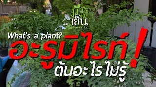 อะรูมิไรท์ ต้นอะไรไม่รู้ What's a plant? EP. 08