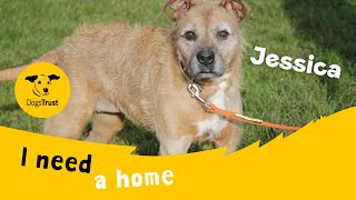 Jessica the joyful crossbreed | Dogs Trust Bridgend