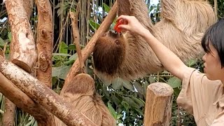 食事の最中もオスに好き好きをするナマケモノ女子。Sloths Love Lunch Time 神戸どうぶつ王国