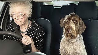 'Brave' dogs reaction when realize he's going to the Vet 🤣Funny Dog Reaction