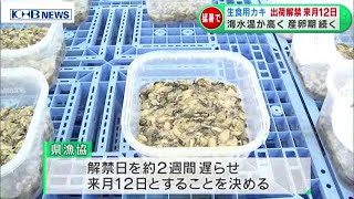 “生食用カキ”出荷解禁は10月12日に　猛暑で2週間遅れ　宮城　（20200923OA）