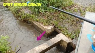 MANCING IKAN DI SPOT GORONG GORONG IRIGASI PERSAWAHAN || FULL STRIKE