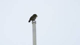 【野鳥の鳴き声】メジロの鳴き声（さえずり）高台できれいな声 White-eye / Zosterops japonicus