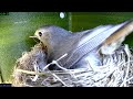 2023 06 25 hausrotschwanz beim nestbau redstart building a nest