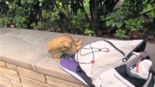 UCLA SQUIRREL ATTACKS