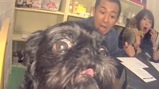 【不思議ワンコ】親戚!?同犬種!?グリフォンSP