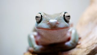 餌を食べるカエルが可愛い【イエアメガエル】