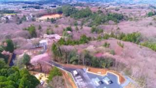 ドローン空撮4Kウルトラハイビジョン 北山公園桜まつり