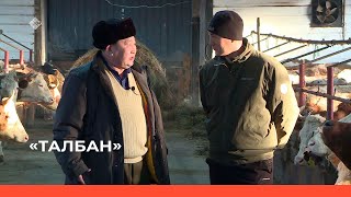 «Талбан» биэриигэ: Мэҥэ Хаҥалас Павловскайыгар тыа хаһаайыстыбата тирэхтээхтик сайдар (16.03.23)