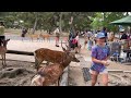 世界一平和な公園 外国人観光客と奈良 nara park deer 🦌 in japan narapark