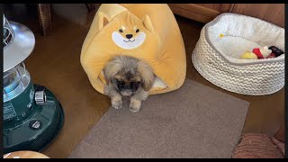 ＃ペキニーズ＃犬＃dog 【多頭飼い】3ヶ月のチャップにしつけを始めたらあまりにも○○すぎてびっくりしました。そして10歳マイコロ('ω')はとんでもない勘違いをしています。