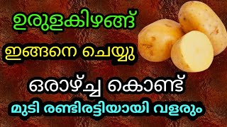 ഉരുളക്കിഴങ് ഇങ്ങനെ ഉപയോഗിക്കു ഒരാഴ്ച്ച കൊണ്ട് മുടി തഴച്ചു വളരും |മുടി വളരുംഉറപ്പ്Challenge Tip No:12