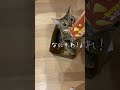 ネコのこういう仕草がたまらなく好き【アメショのほっけ】 猫