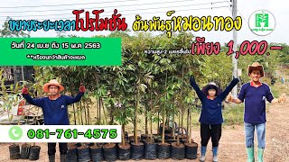 ขยายเวลาโปรโมชั่นต้นพันธุ์ทุเรียนหมอนทอง 1000 บาท  (จากราคาปกติ 2500 บาท) | ลุงหมูป้าตุ้ยพันธุ์ไม้