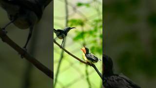 sun bird baby first fly lesson #bird #food #firsttime #viral #nature #mother