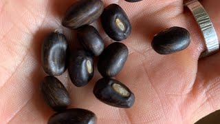 Planting Coral Tree From Seed